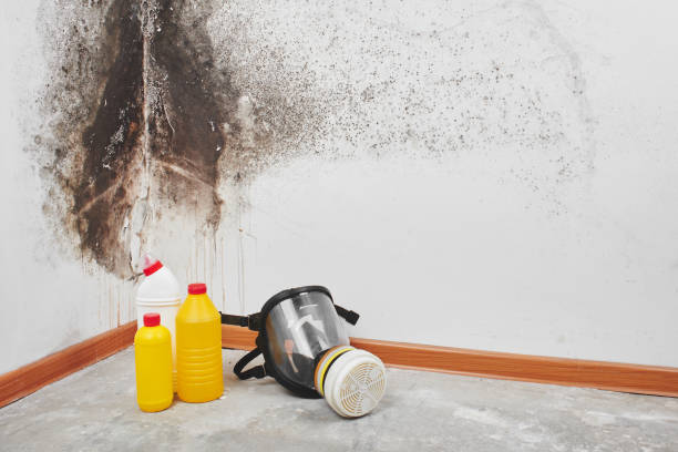 Mold Removal and Inspection in Kotlik, AK
