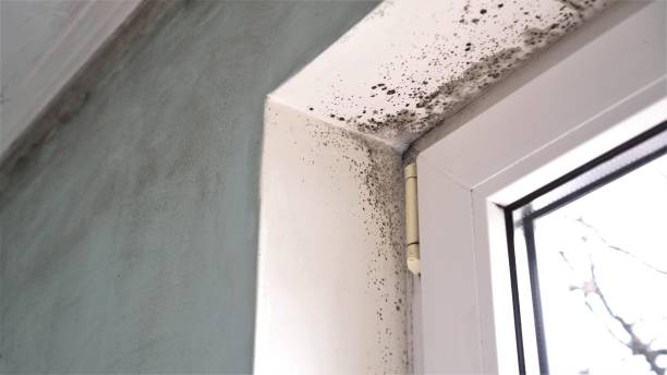 Best Mold Cleaning Services  in Kotlik, AK