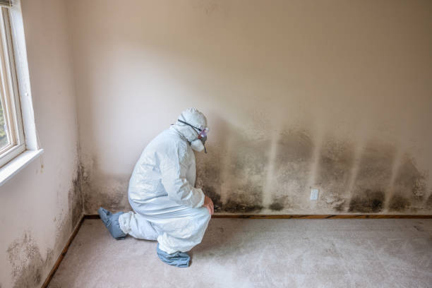 Best Attic Mold Removal  in Kotlik, AK